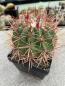 Preview: Ferocactus stainesii